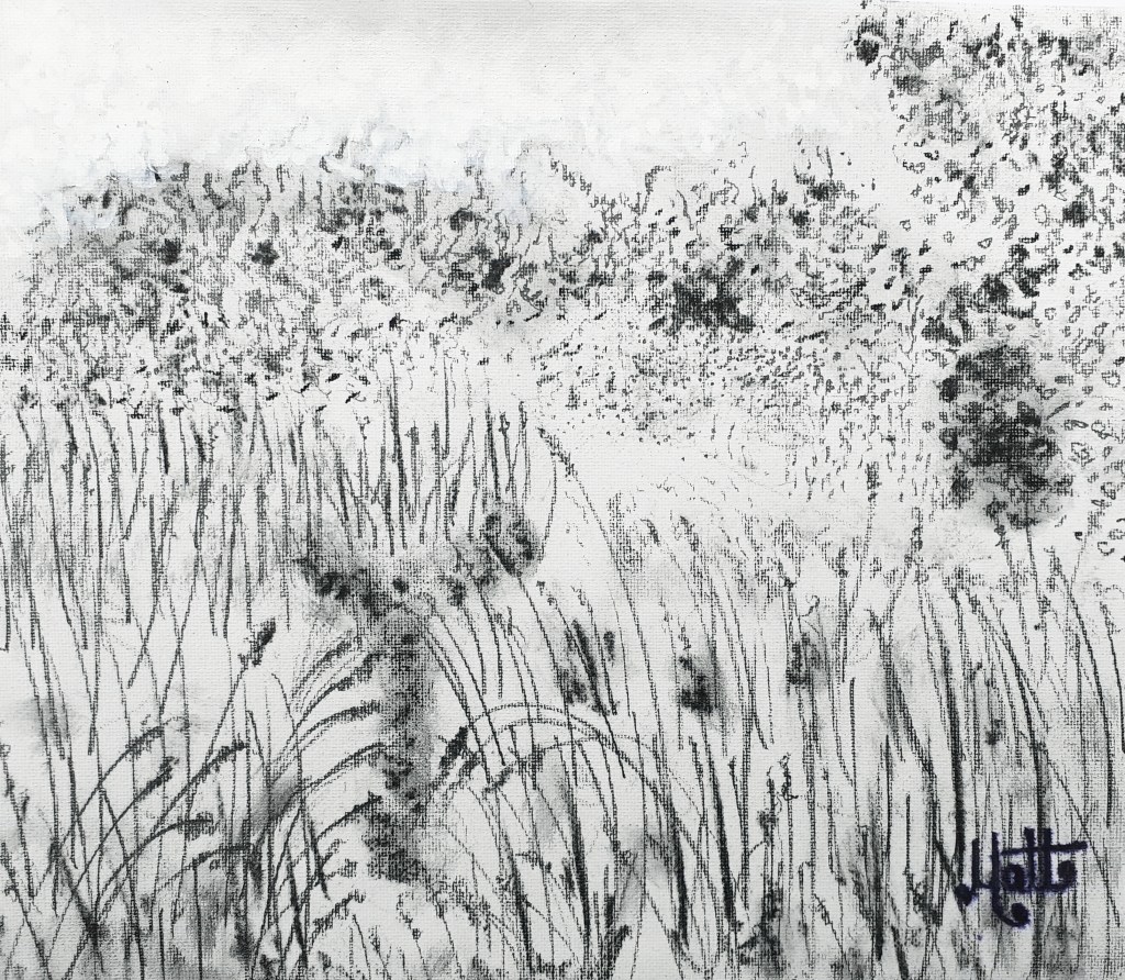 Hayfield Meadow in Summer