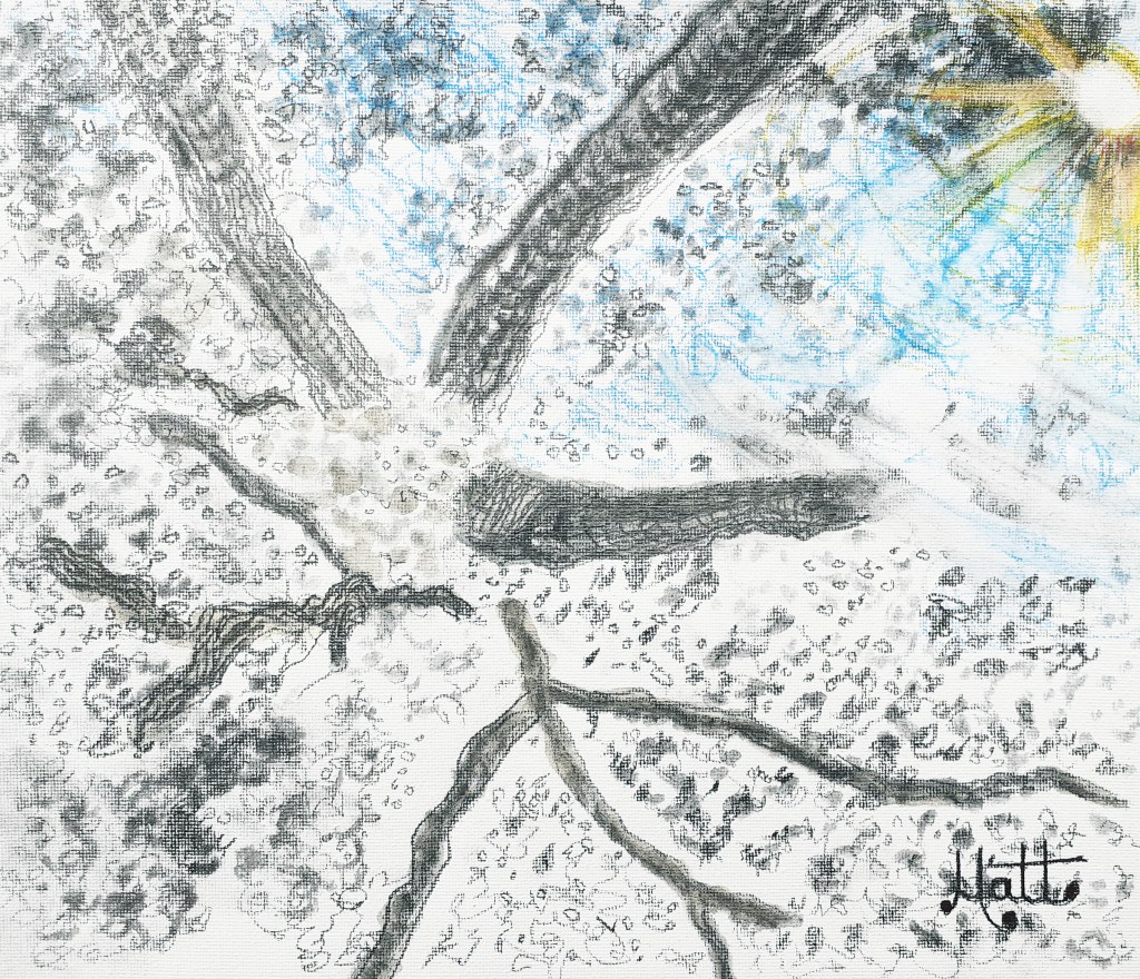 King James VI I Oak of 1612 Branches in Sunlight