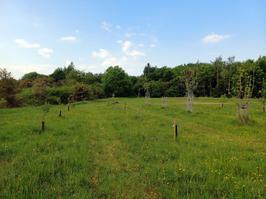 Gold-Bronze King James IV & I Oak of 1612 Matt The Unfathomable Artist