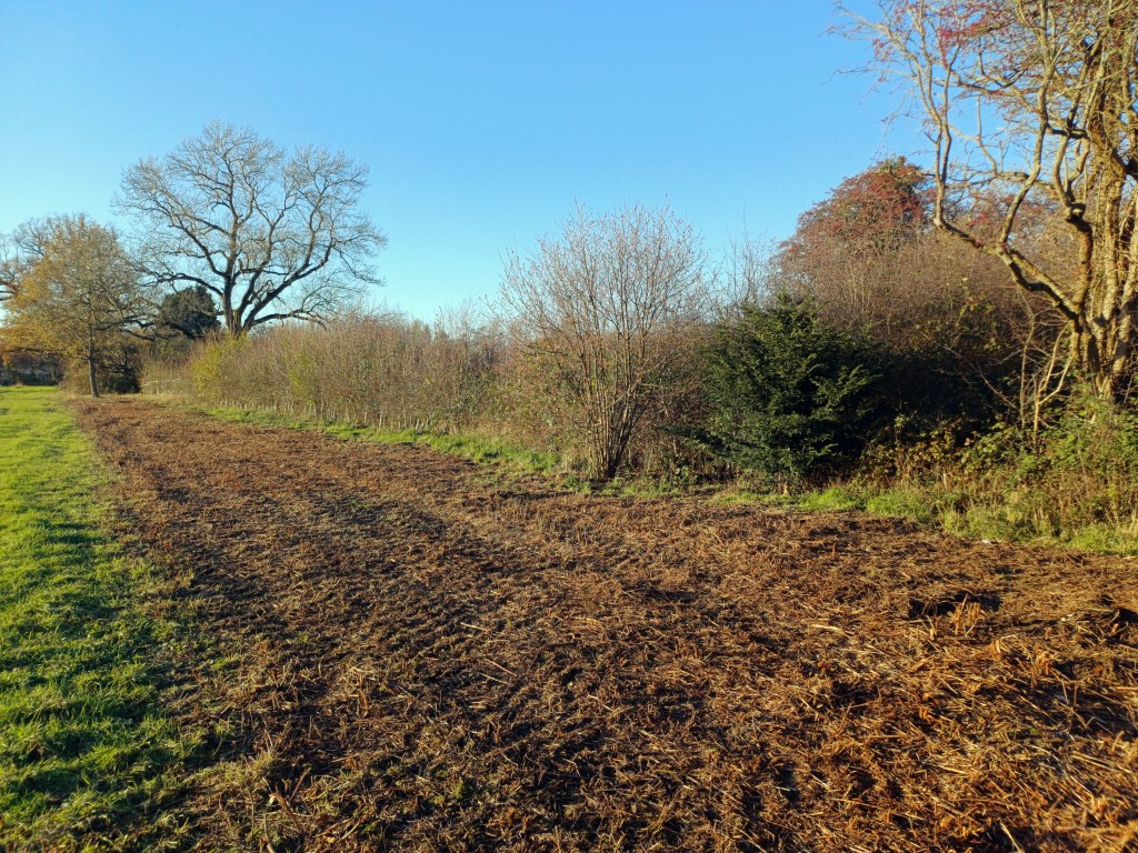 Standing in Wildflower Meadow facing North-West to the 1612 Oak on 25th November 2025